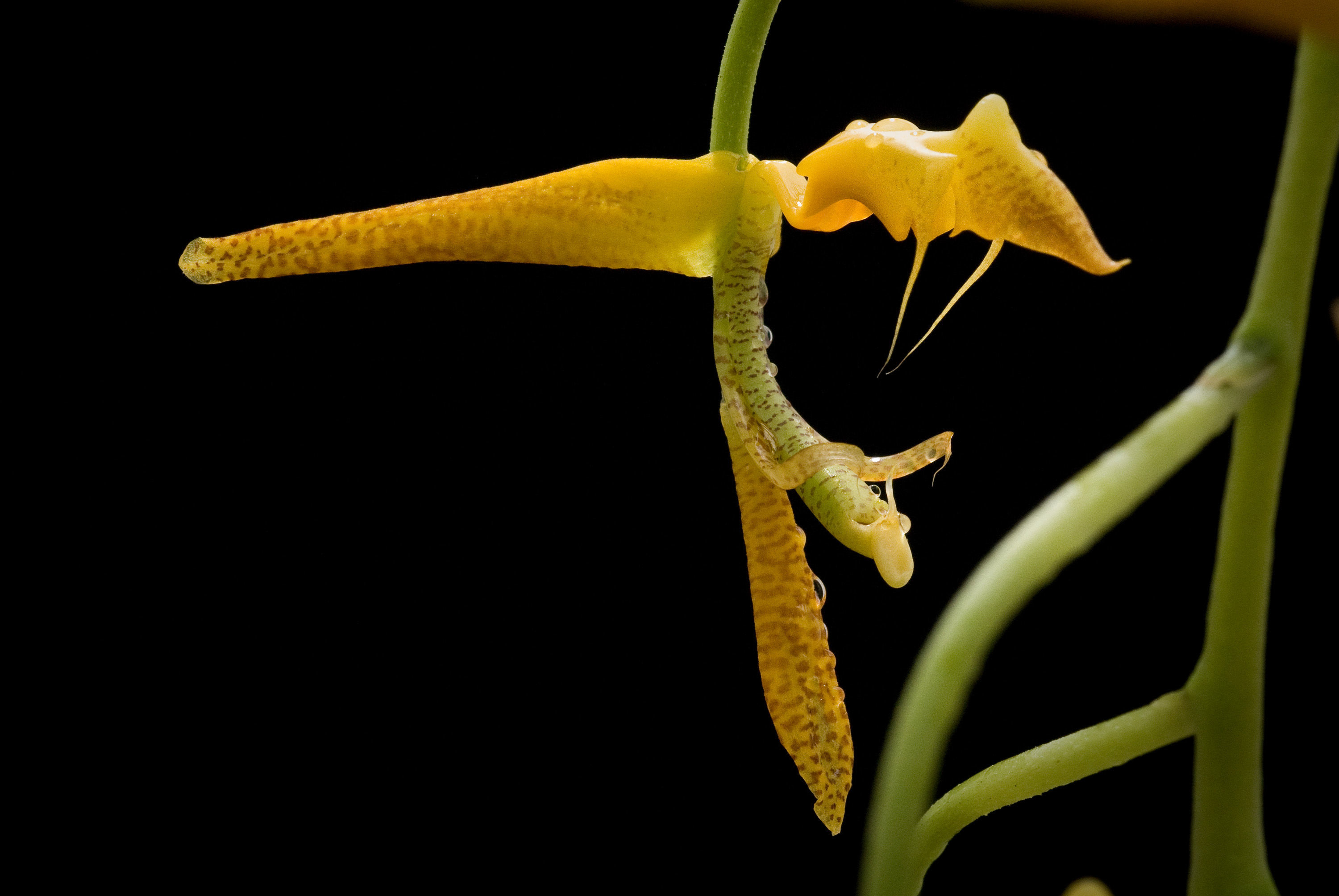 Image of Gongora claviodora Dressler