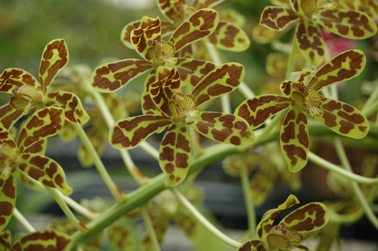 Grammatophyllum multiflorum Lindl. resmi