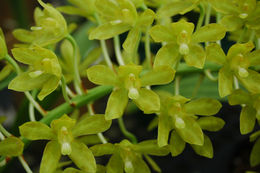 Imagem de Grammatophyllum scriptum (L.) Blume