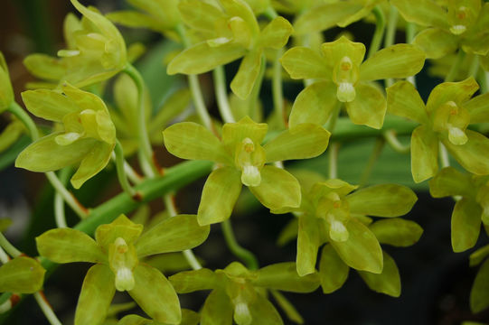 Plancia ëd Grammatophyllum scriptum (L.) Blume