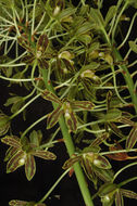 Imagem de Grammatophyllum scriptum (L.) Blume