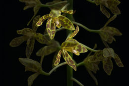 Imagem de Grammatophyllum scriptum (L.) Blume