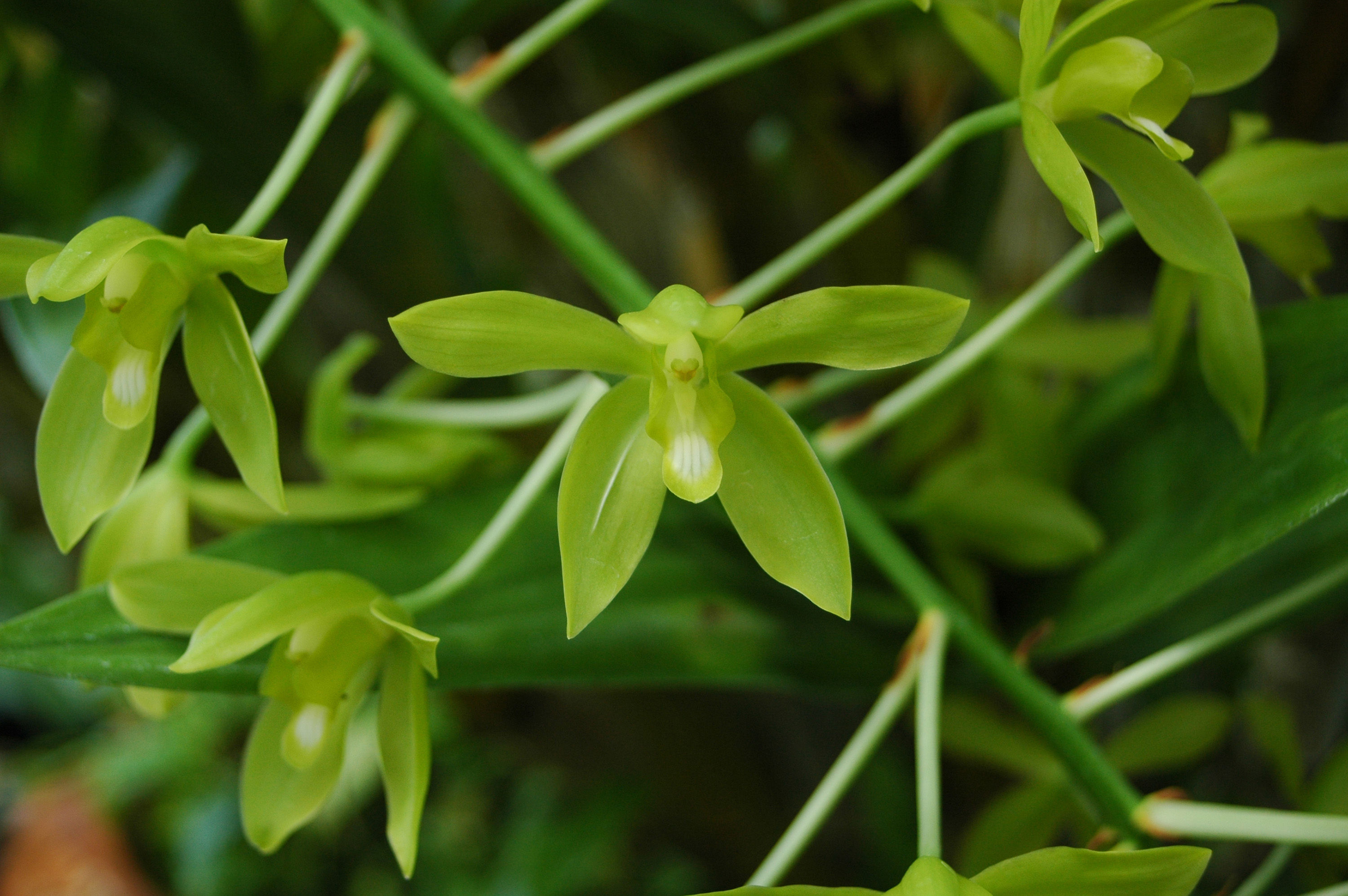 Imagem de Grammatophyllum scriptum (L.) Blume