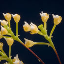 Image de Grosourdya appendiculata (Blume) Rchb. fil.
