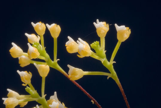 Image of Grosoudy's orchids