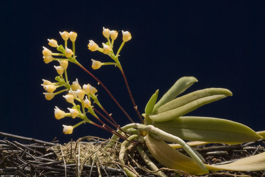 Image of Grosoudy's orchids
