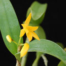 Image de Guarianthe aurantiaca (Bateman ex Lindl.) Dressler & W. E. Higgins
