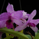 <i>Guarianthe patinii</i> (Cogn.) Dressler & W. E. Higgins的圖片