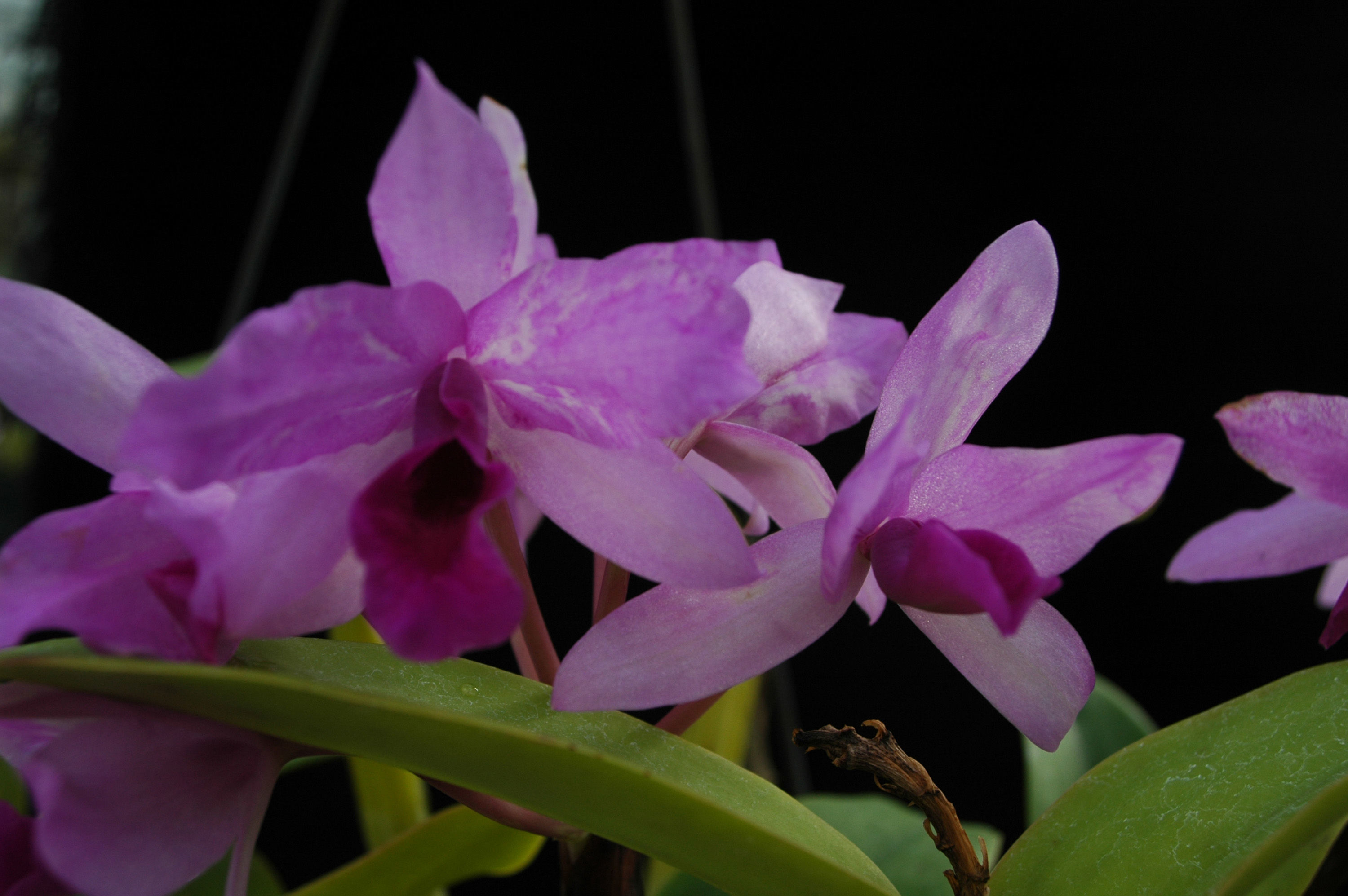 <i>Guarianthe patinii</i> (Cogn.) Dressler & W. E. Higgins的圖片