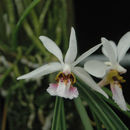 Image de Holcoglossum wangii Christenson