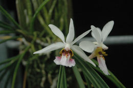 Image de Holcoglossum wangii Christenson