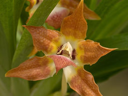 Image of Huntleya vargasii Dodson & D. E. Benn.