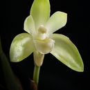 Imagem de Sudamerlycaste ciliata (Ruiz & Pav.) Archila