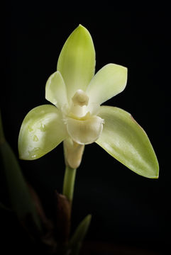 Слика од Sudamerlycaste ciliata (Ruiz & Pav.) Archila