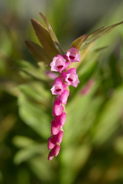 Plancia ëd Isochilus carnosiflorus Lindl.