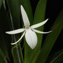 Image of Jumellea angustifolia H. Perrier