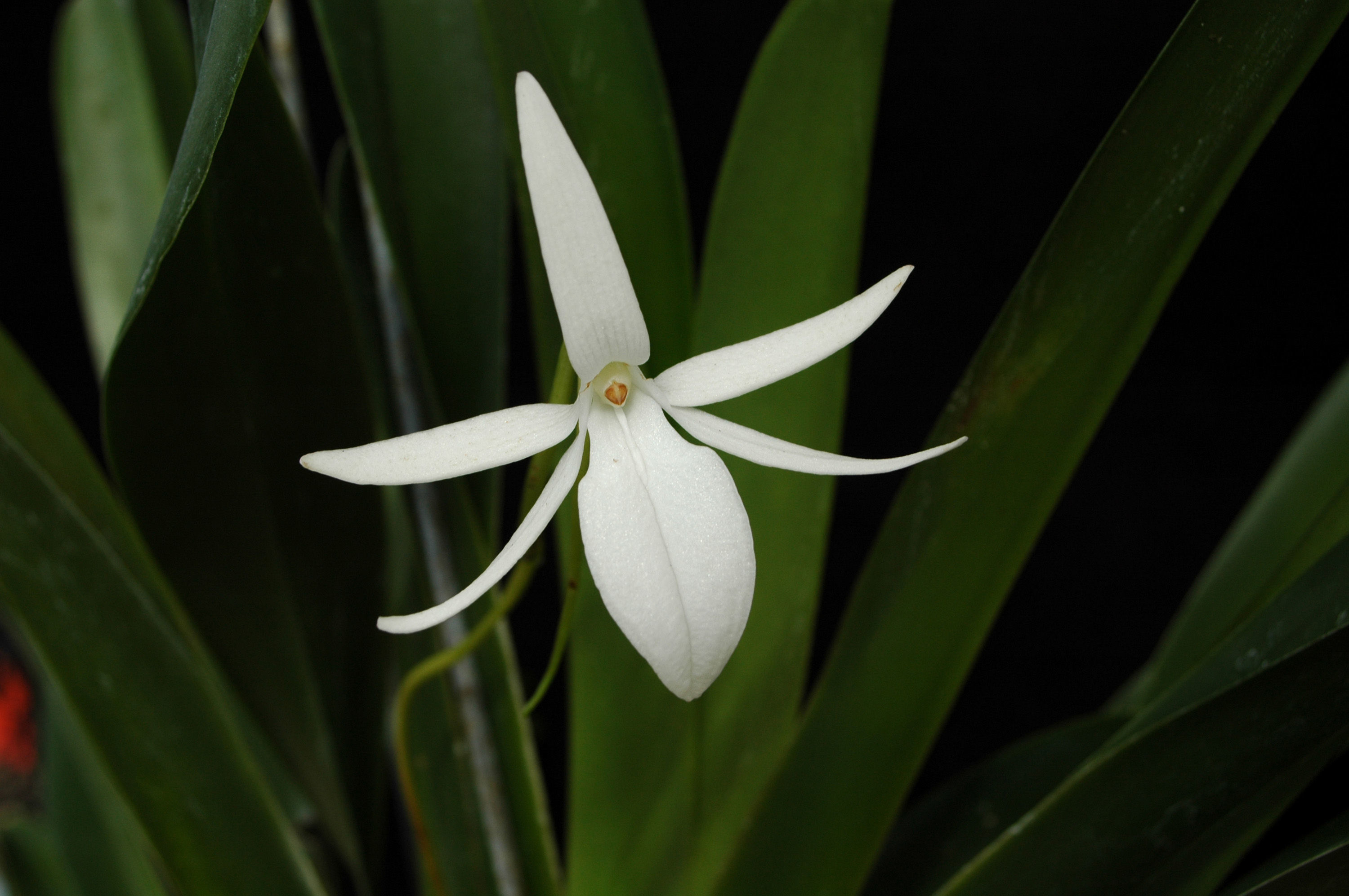 Image of Jumellea angustifolia H. Perrier