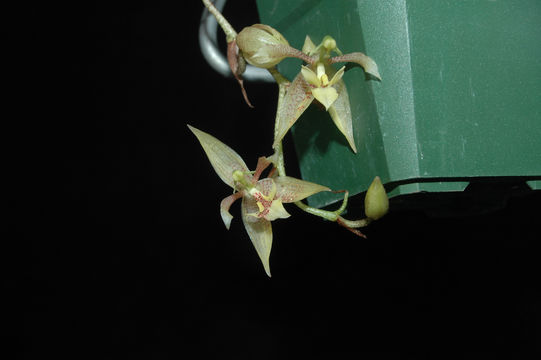 Image of Kegeliella atropilosa L. O. Williams & A. H. Heller