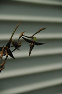 Image of <i>Kraenzlinella anfracta</i> (Luer) Luer