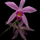 Imagem de Laelia anceps Lindl.