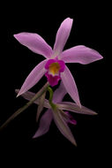 Image of Laelia anceps Lindl.