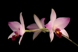 Image of Laelia anceps Lindl.