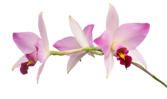 Image of Laelia anceps Lindl.