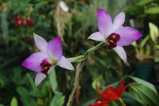 Image de Laelia anceps Lindl.