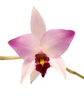 Image de Laelia anceps Lindl.