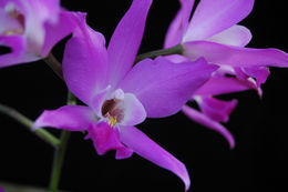 Image of Laelia gouldiana Rchb. fil.