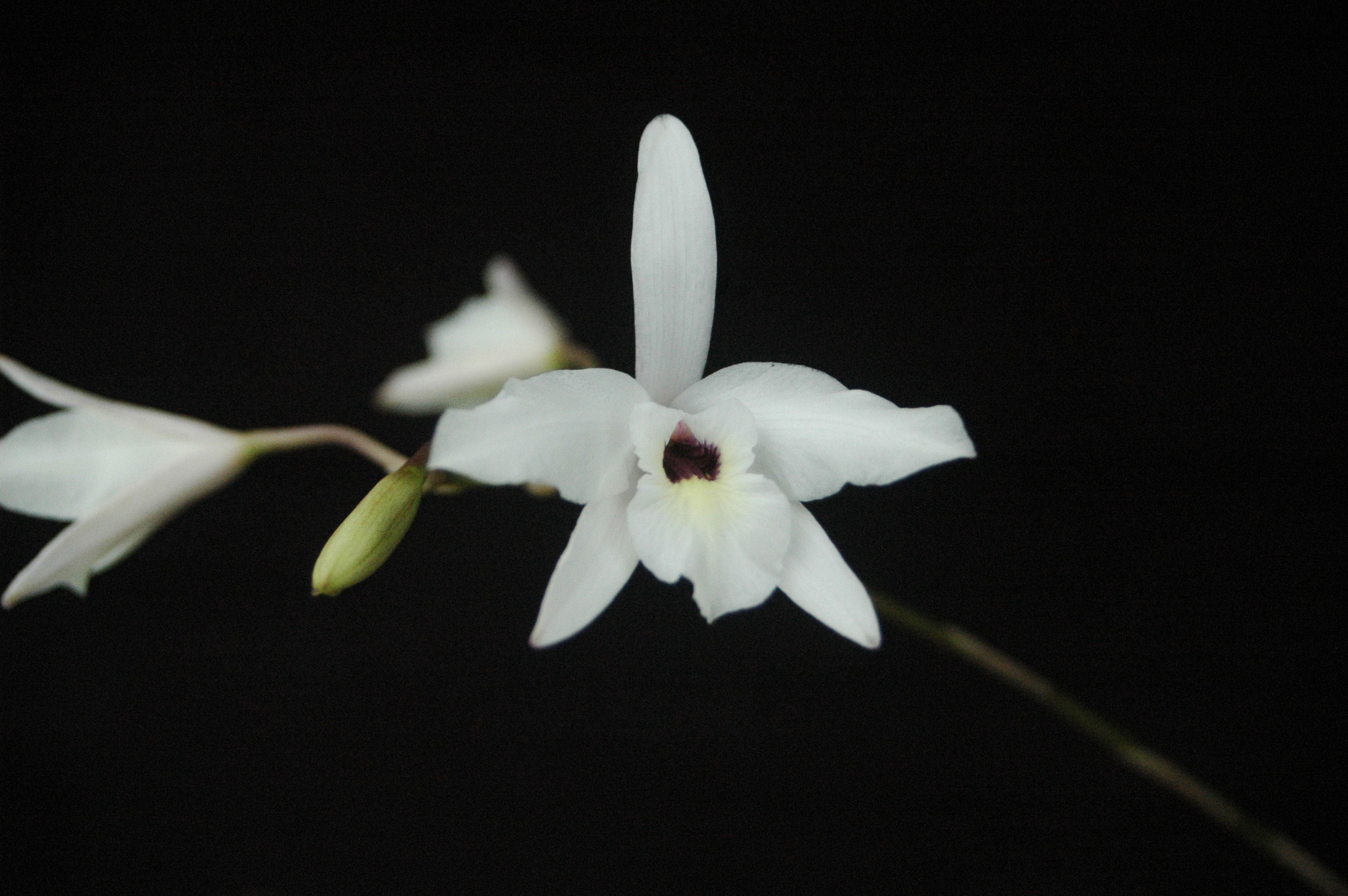 Image de Laelia rubescens Lindl.