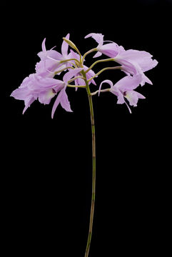 Image of pale laelia