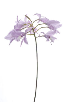 Image of pale laelia