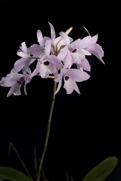 Image of pale laelia