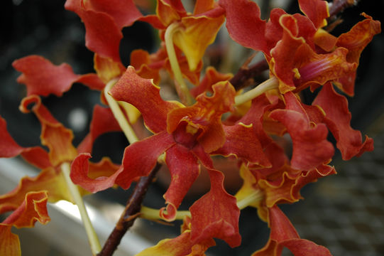 Image of Laelia splendida (Schltr.) L. O. Williams