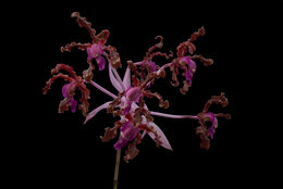 Image of Laelia splendida (Schltr.) L. O. Williams