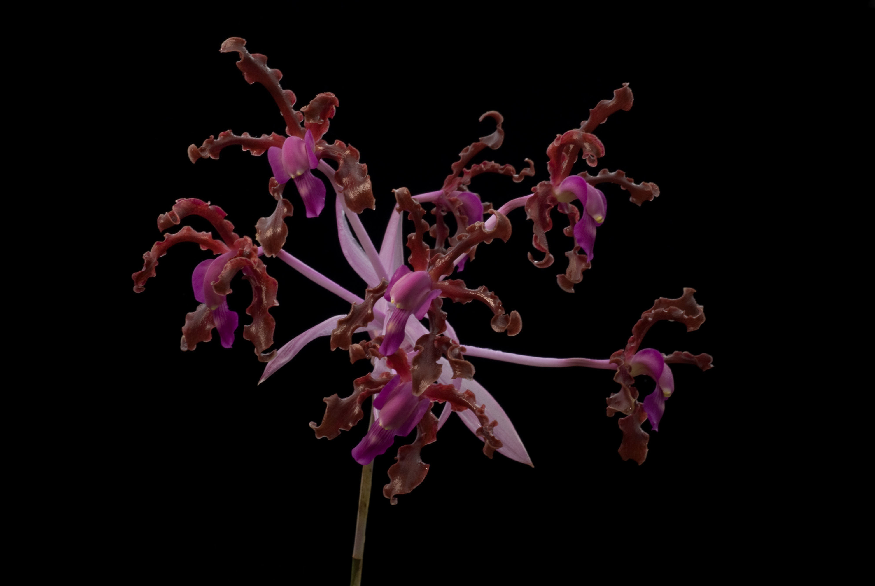 Image of Laelia splendida (Schltr.) L. O. Williams