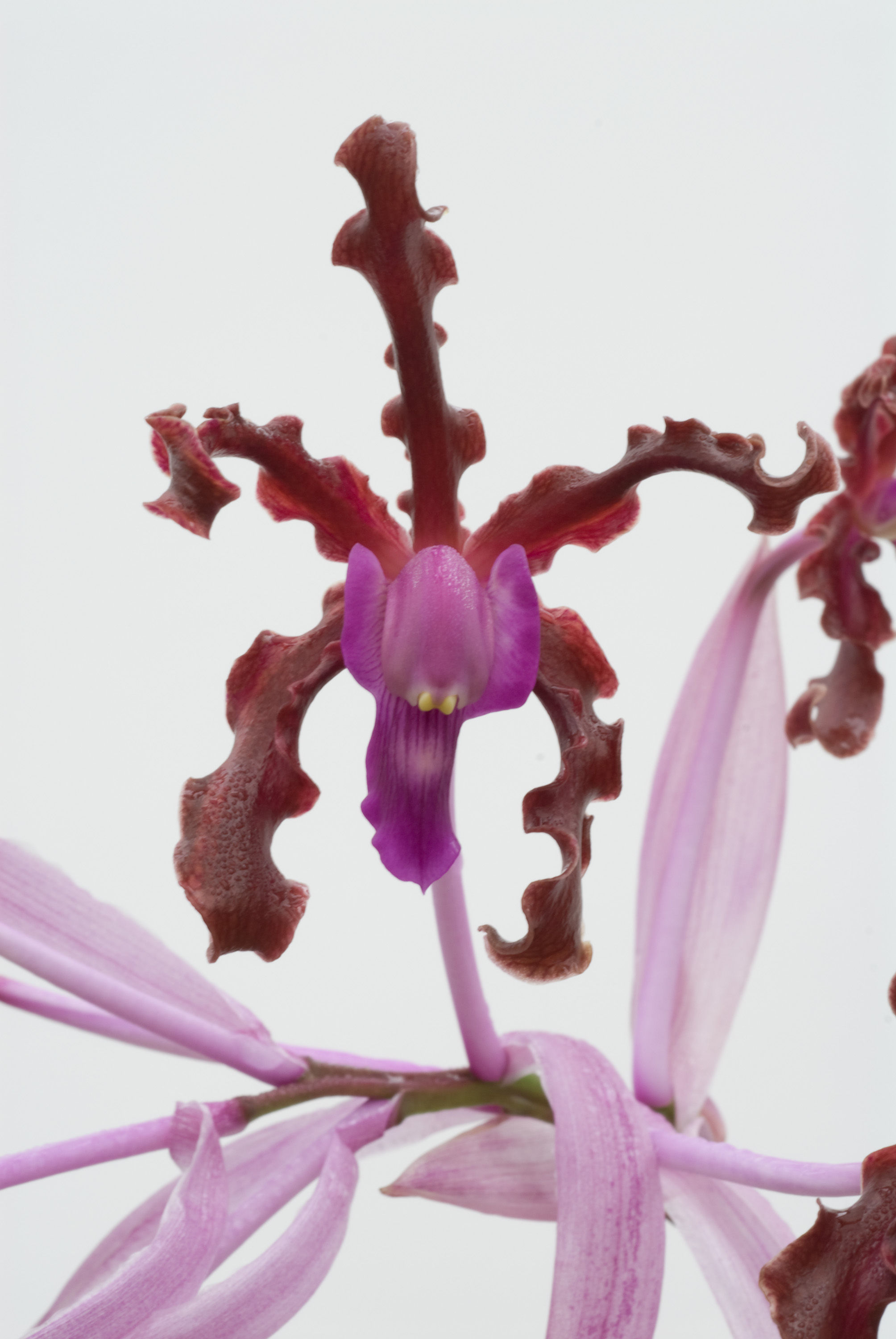 Image of Laelia splendida (Schltr.) L. O. Williams