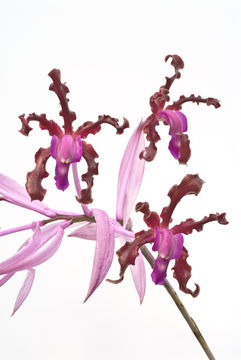 Laelia splendida (Schltr.) L. O. Williams的圖片