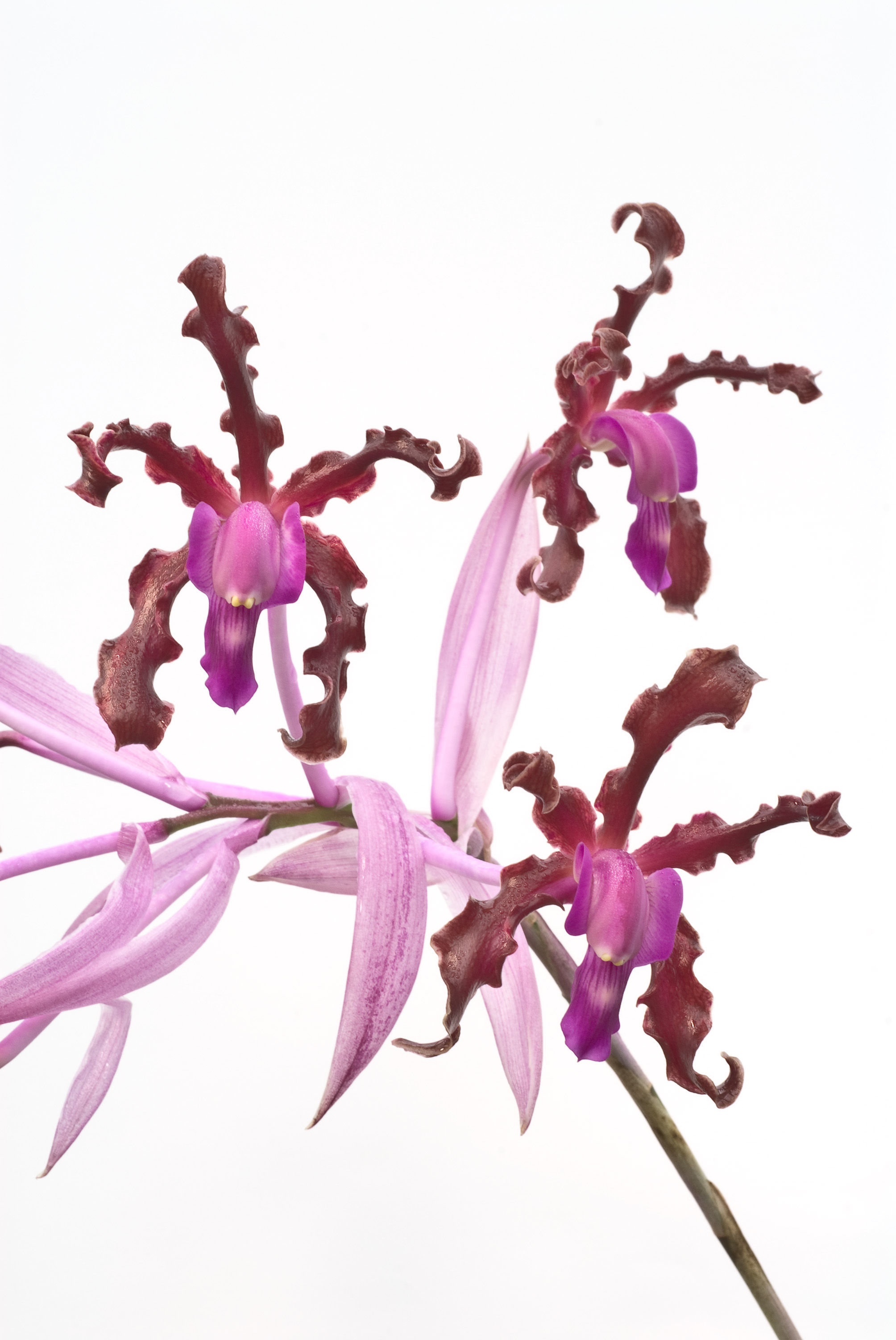 Image of Laelia splendida (Schltr.) L. O. Williams