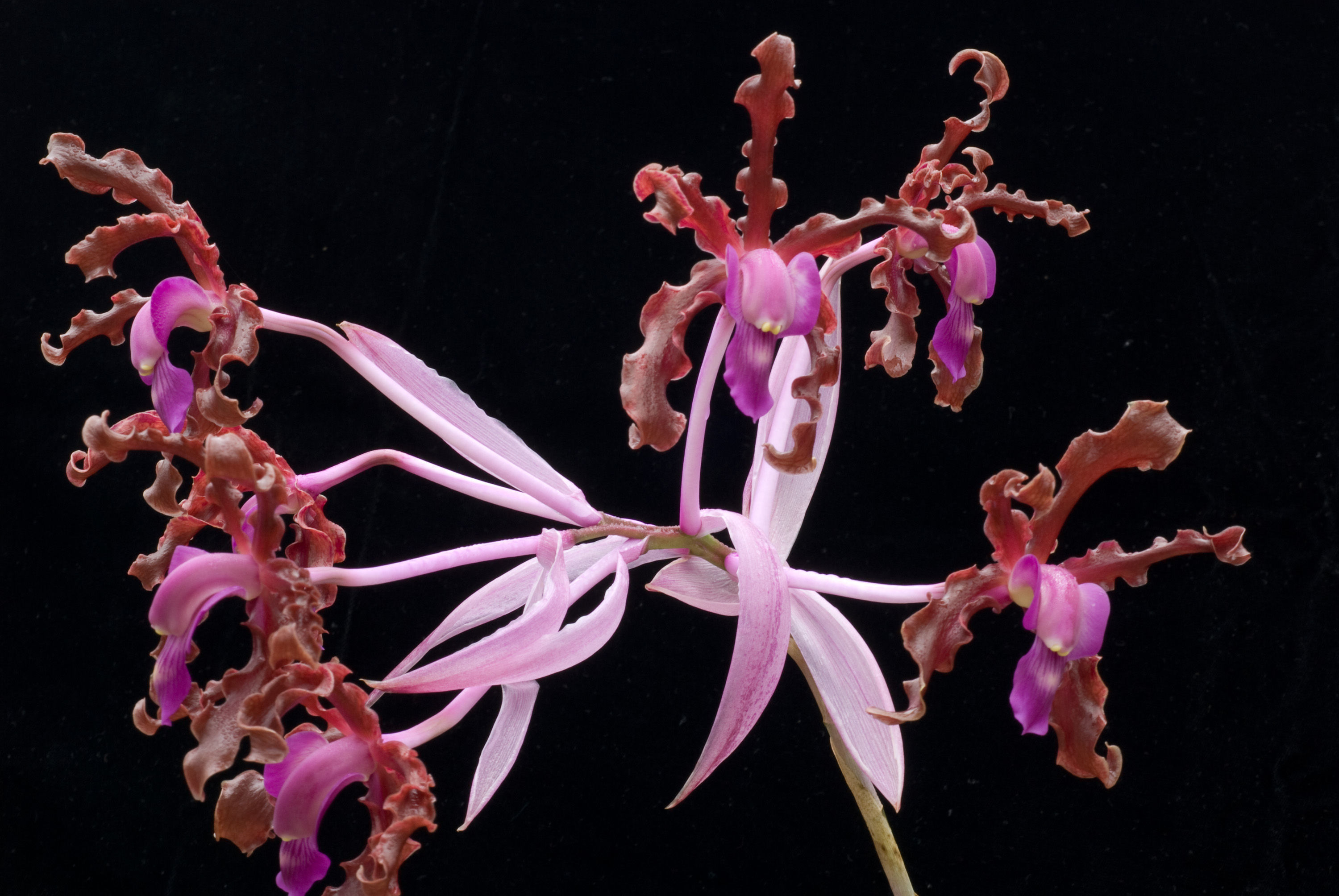 Image of Laelia splendida (Schltr.) L. O. Williams