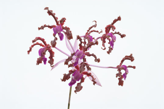 Image of Laelia splendida (Schltr.) L. O. Williams