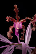 Image of Laelia splendida (Schltr.) L. O. Williams