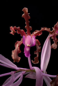 صورة Laelia splendida (Schltr.) L. O. Williams