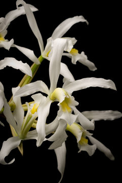 Image of Laelia superbiens Lindl.