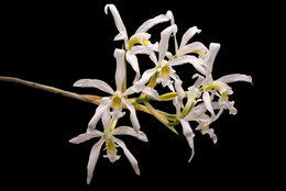 Image of Laelia superbiens Lindl.