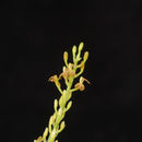 Image of Liparis grossa Rchb. fil.