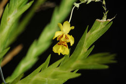 Image de Lockhartia lunifera (Lindl.) Rchb. fil.