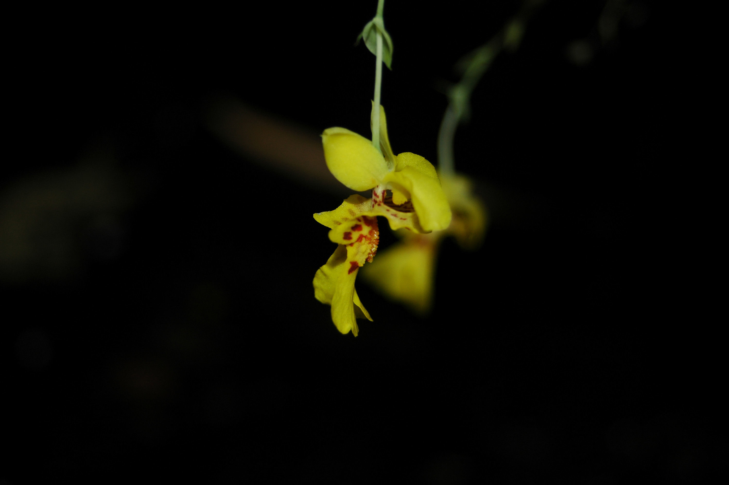 Image of Lockhartia lunifera (Lindl.) Rchb. fil.