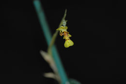 Image of Lockhartia lunifera (Lindl.) Rchb. fil.